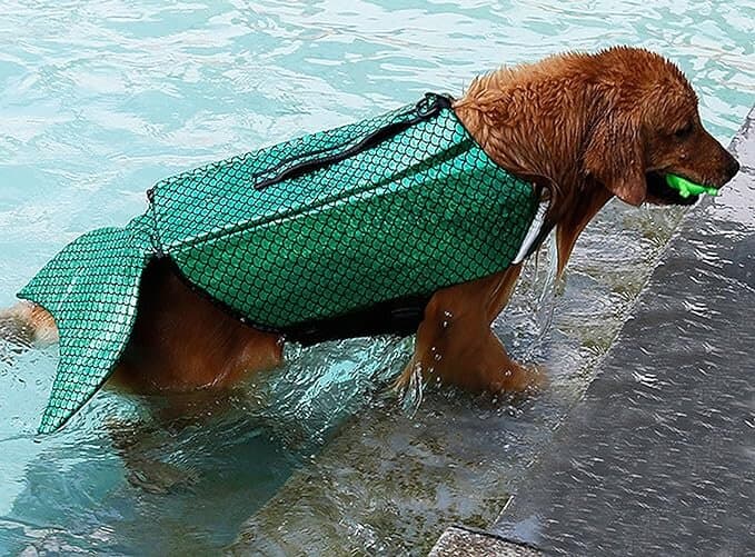 Dog Jacket - XL 2