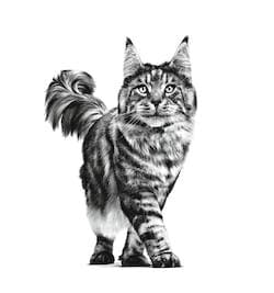 Royal Canin Renal - 2Kg 2
