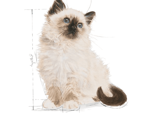 Royal Canin Kitten - 400g 2