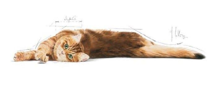 Royal Canin Digestive - 400g 3