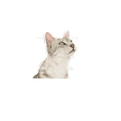 Royal Canin Sensory Smell - 1x 3