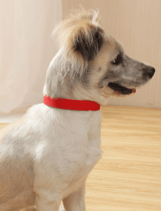 Collar - M 4