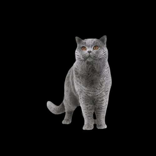 Royal canin British Shorthair - 85g 3
