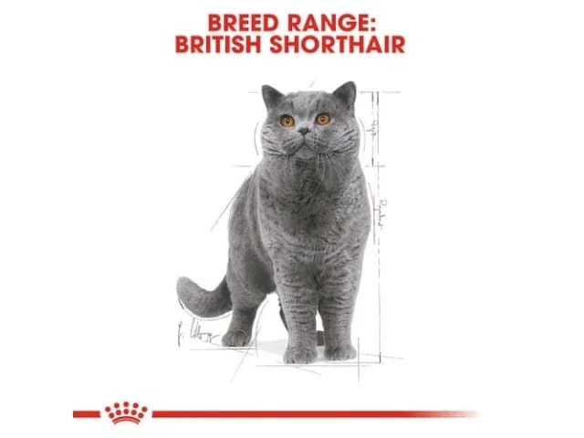 Royal canin British Shorthair - 85g 4