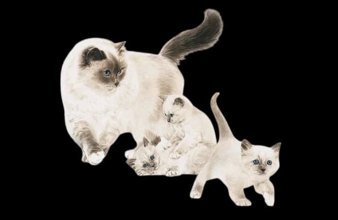 Royal Canin Mother & Babycat - 400g 3
