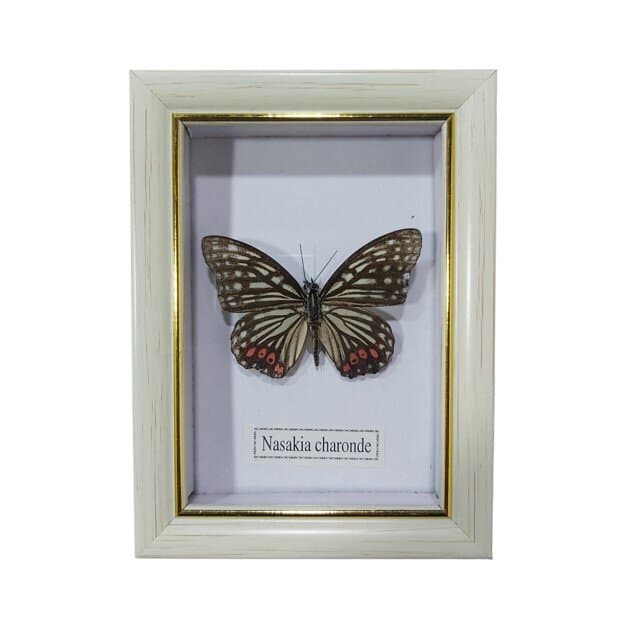 Butterfly - Nasakia Charonde - White Frame 1