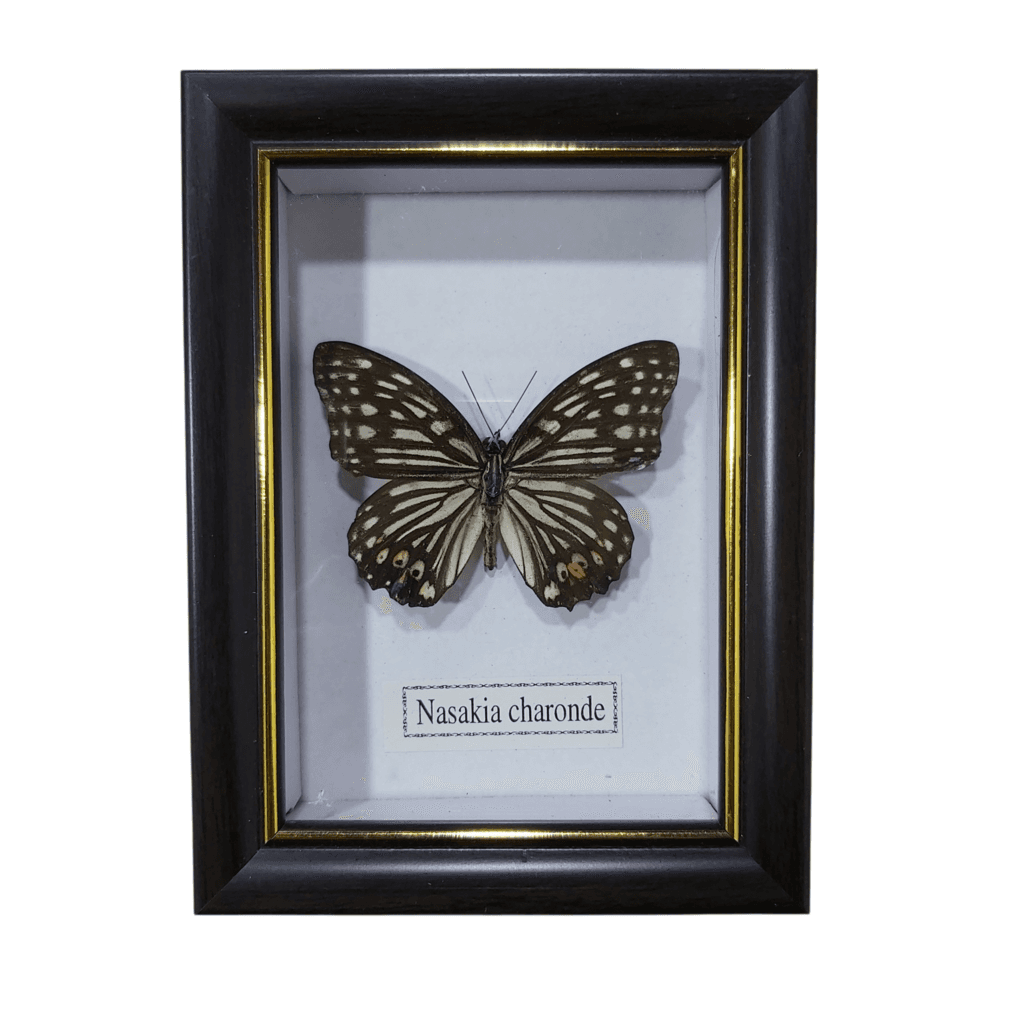 Butterfly - Nasakia Charonde - Black Frame 1