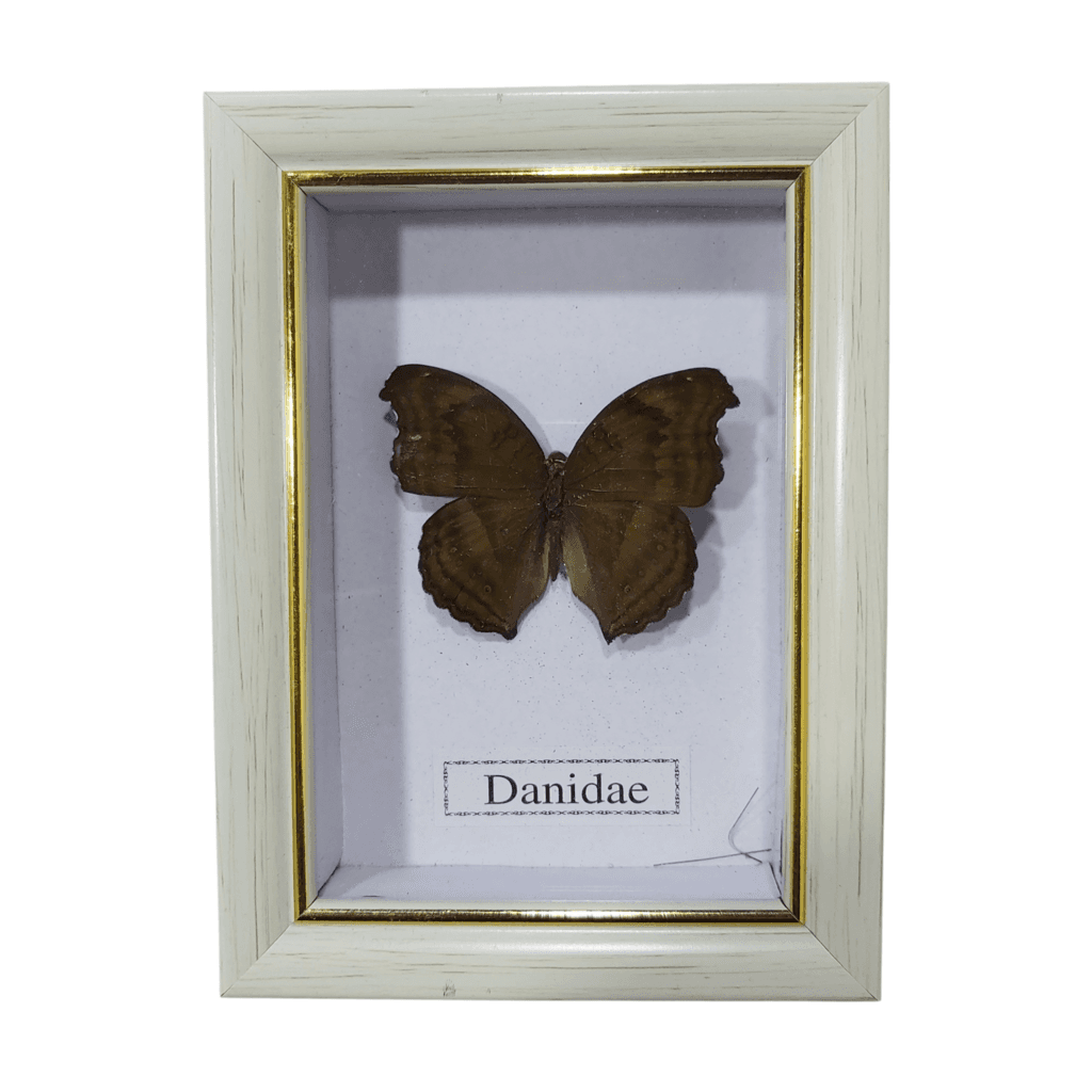 Butterfly - Danidae - White Frame 1