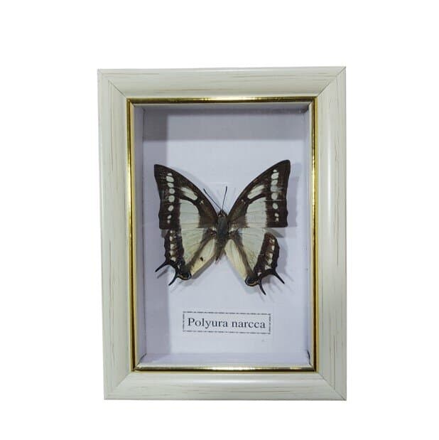 Butterfly - Polyura Narcca - White Frame 1