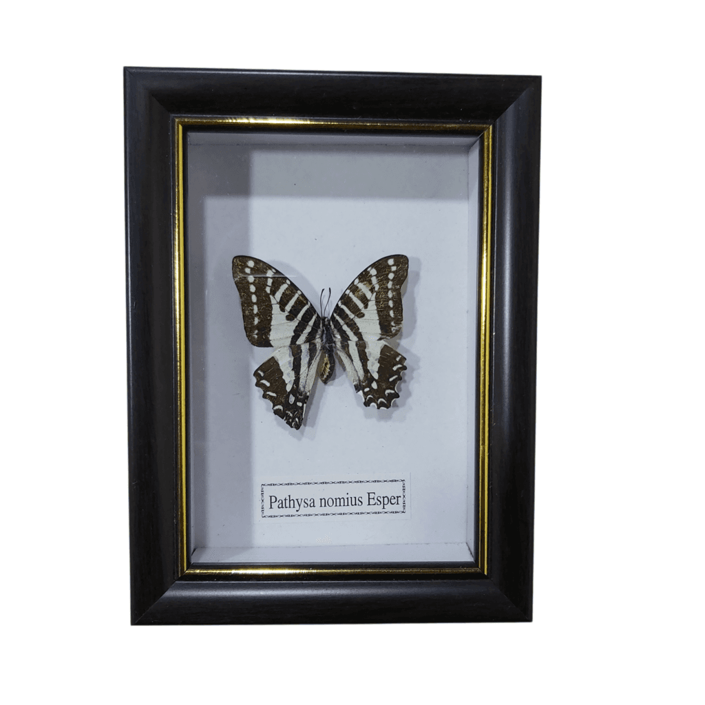 Butterfly - Pathysa Nomius Esper - Black Frame 1