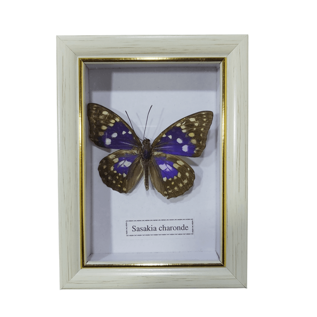 Butterfly - Sasakia Charonde - White Frame 1
