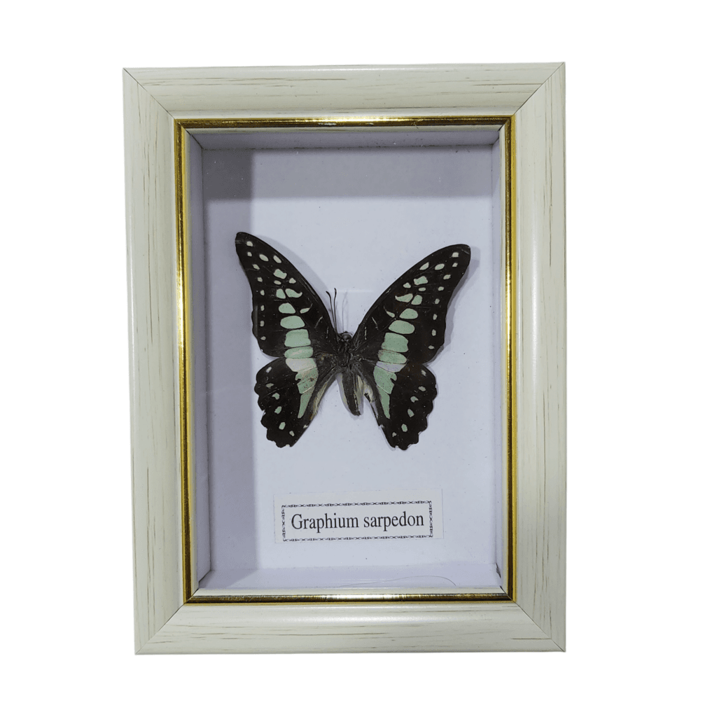 Butterfly - Graphium Sarpedon - White Frame 1
