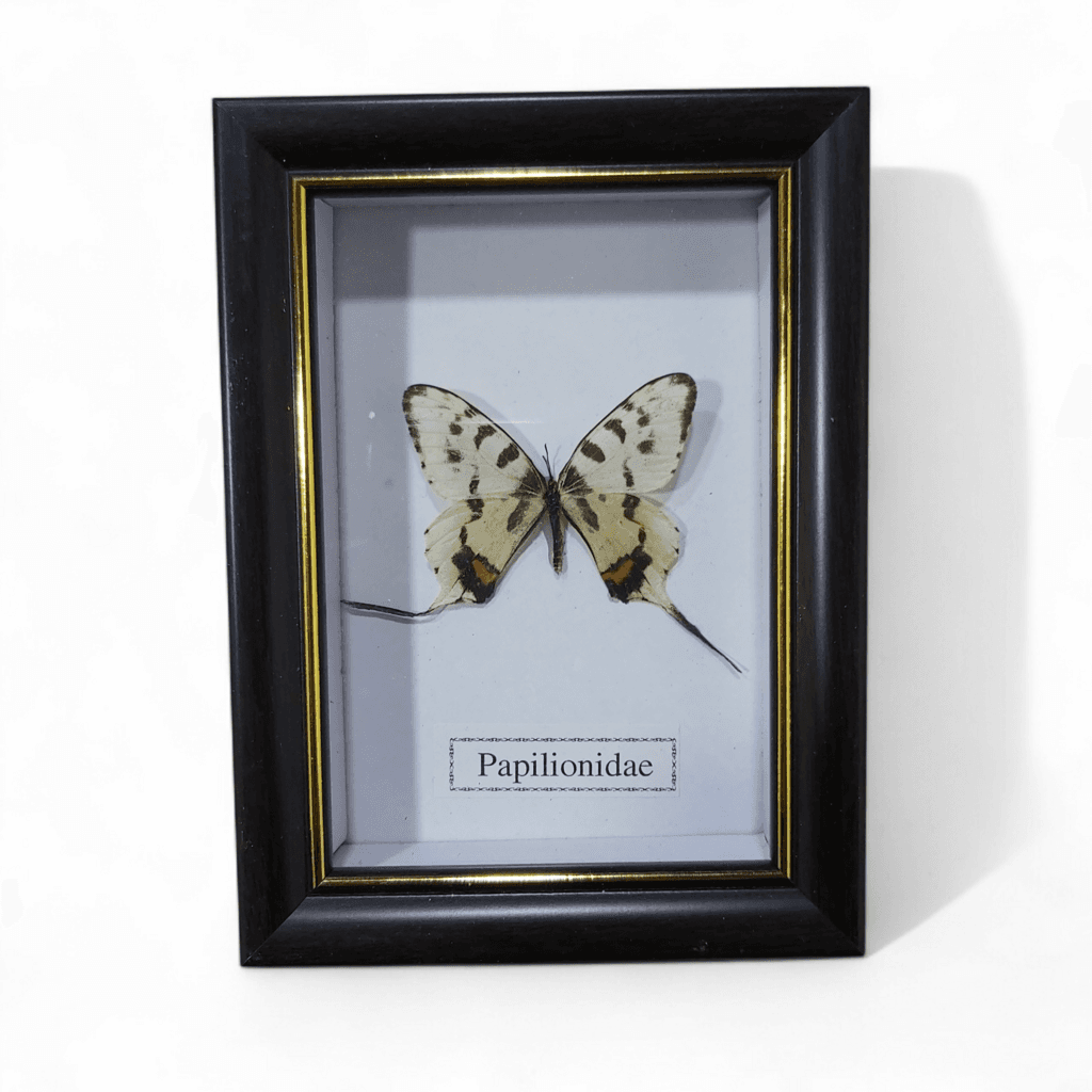 Butterfly - Papilionidae - Black Frame 1