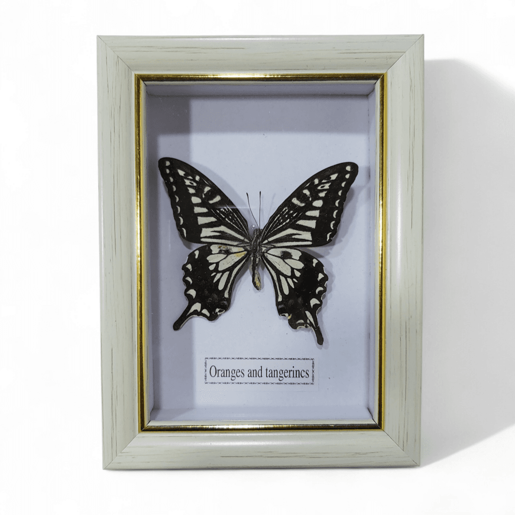 Butterfly - Oranges and Tangerincs - White Frame 1