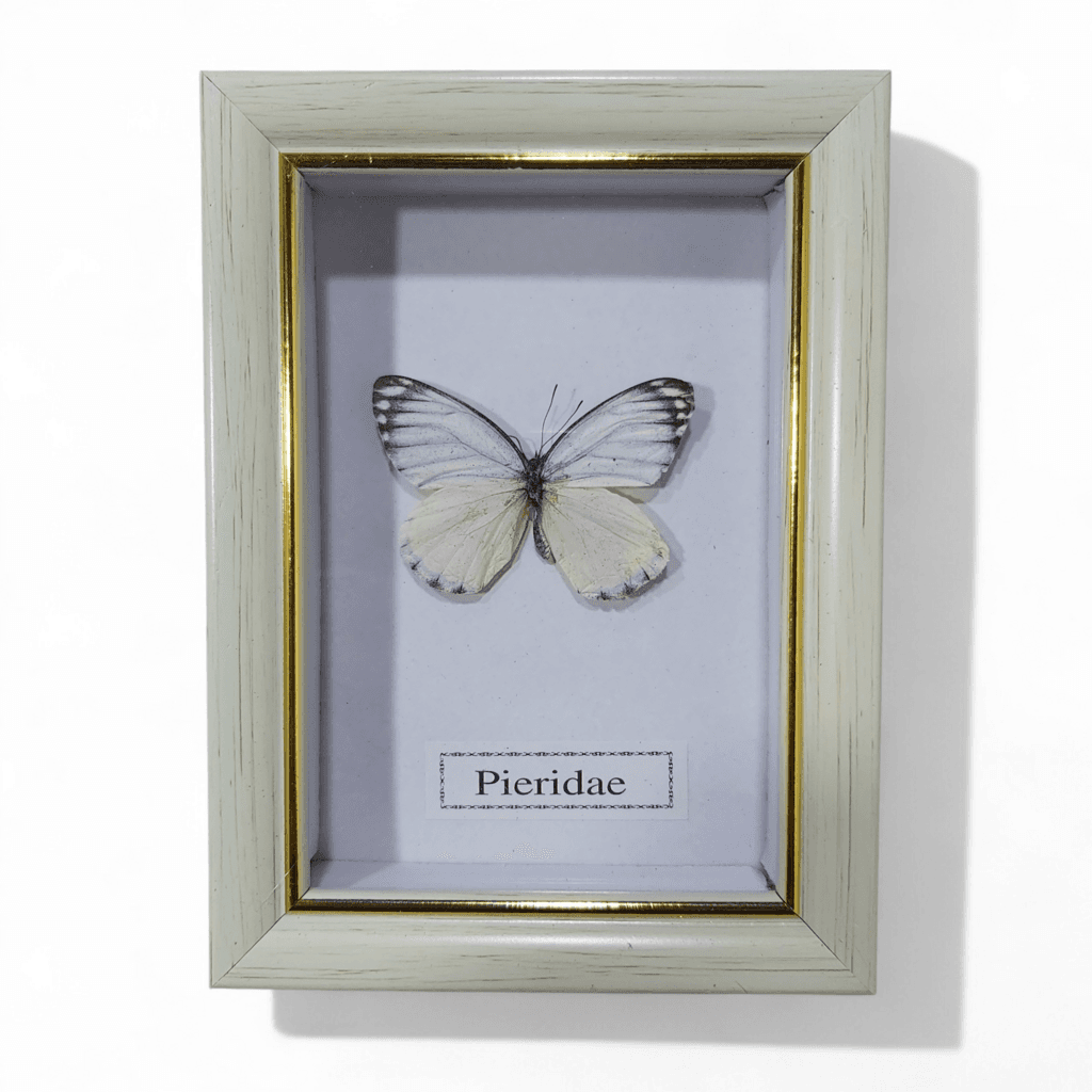 Butterfly - Pieridae - White Frame 1