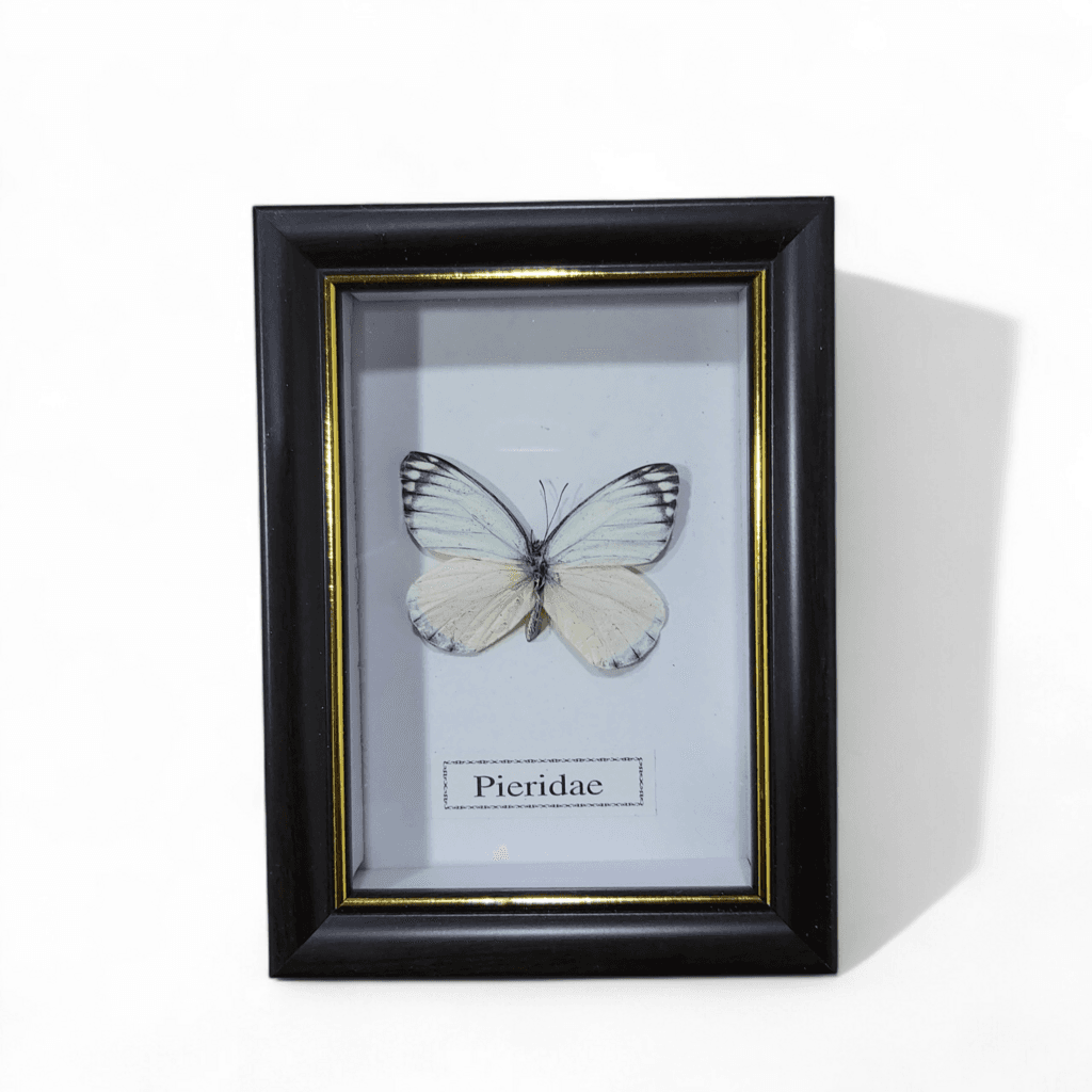 Butterfly - Pieridae - Black Frame 1