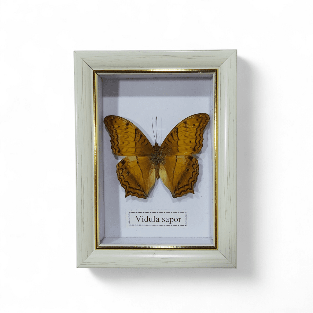 Butterfly - Vidula Sapor - White Frame 1