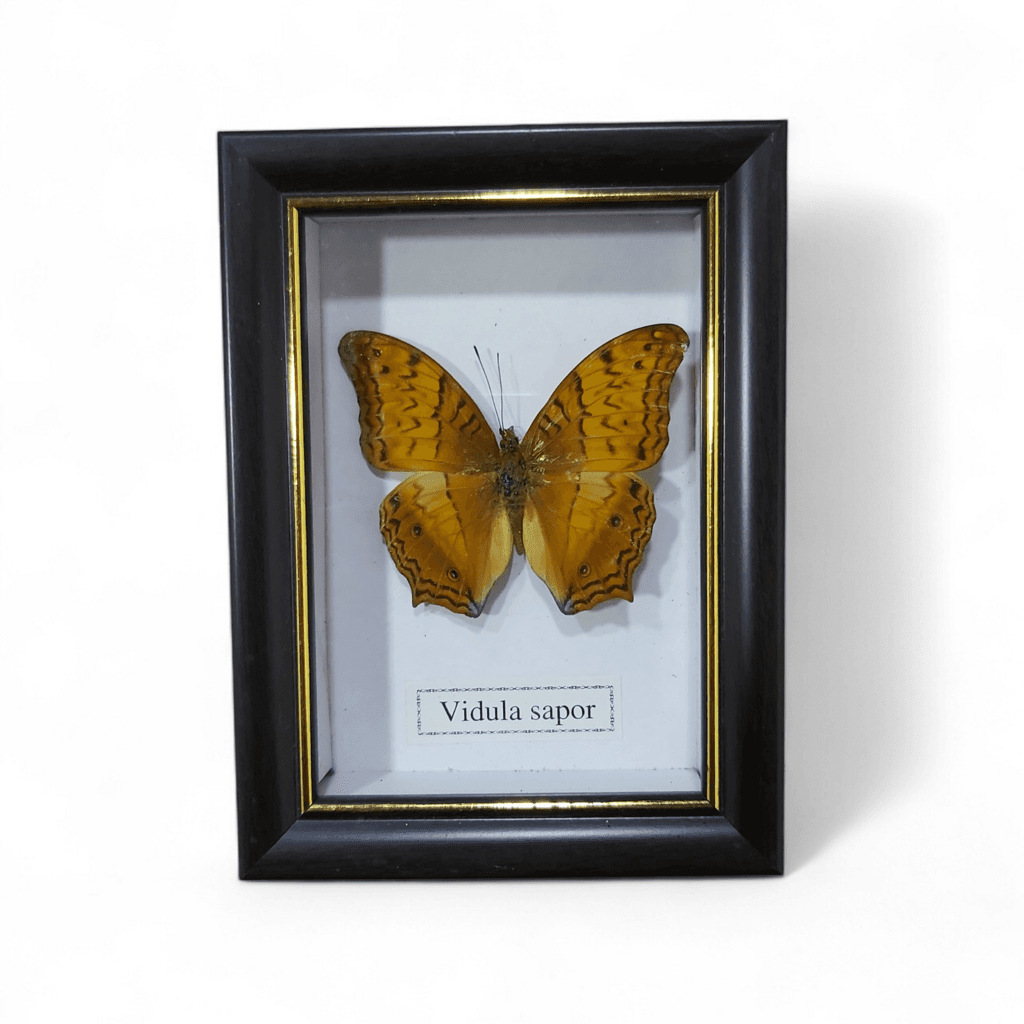Butterfly - Vidula Sapor - Black Frame 1