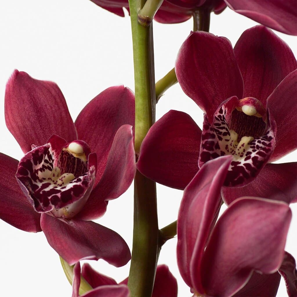 Calvin Klein Euphoria Sensual Skin Body Lotion (200ml) 4