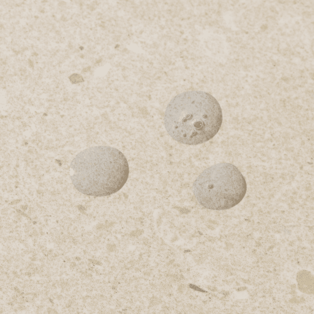 The Body Shop Seaweed Oil Balancing Toner - 250ml 4