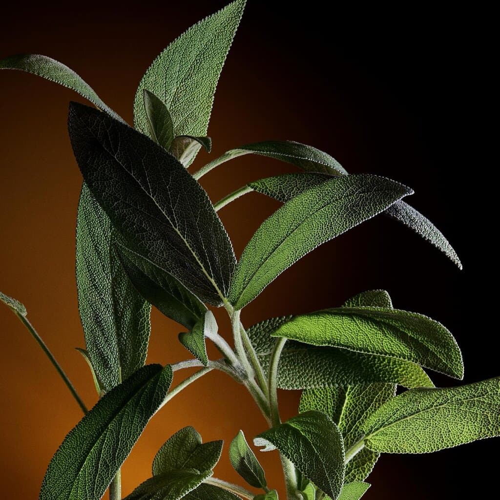 Dolce & Gabbana The One Gold Intense - EDP Intense (100ml) 5