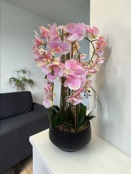 Blush Pink