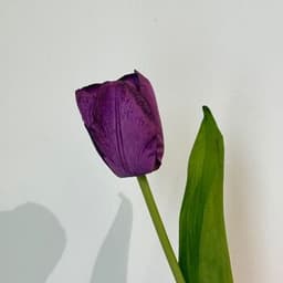 مۆر