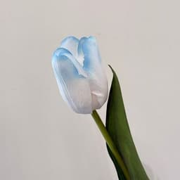 شین و سپی