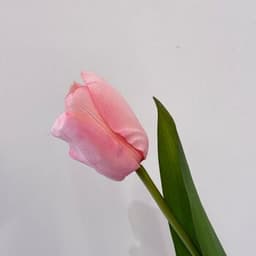 پەمەیی