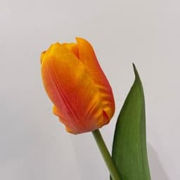 پرتەقاڵی
