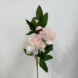 Pink & White