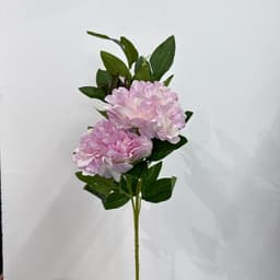 ساق زهرة الفاوانيا لندنية بلون الخوخ — photo 1