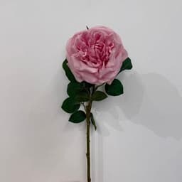 Soft Pink