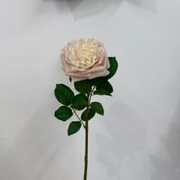 Cream Beige