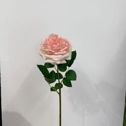 Blush Pink