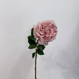Dusty Rose