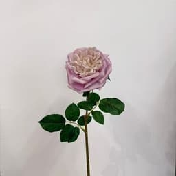 Lavender Mauve