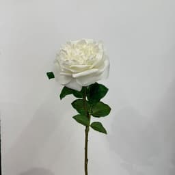 Ivory White