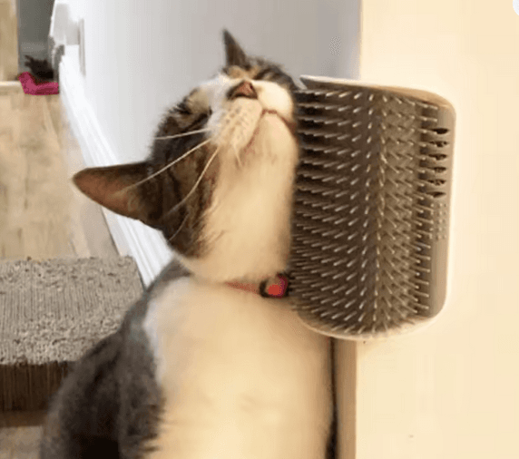Double Brushes Soothing - 2pcs 4