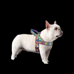 Leash & Harness — photo 2