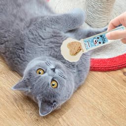 Pet Spoon — photo 8
