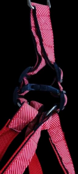 Leash & Harness - L​ — photo 3