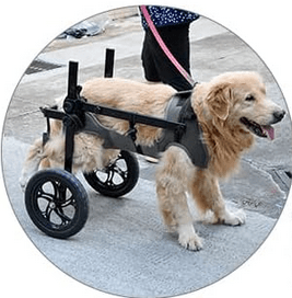 Dog Wheelchair 10