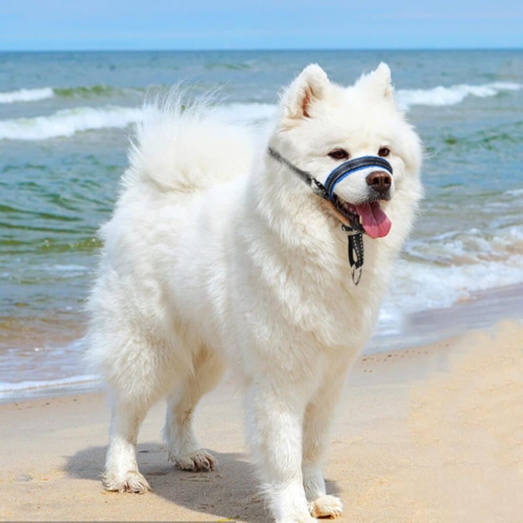 Dog Muzzle Prevent 3