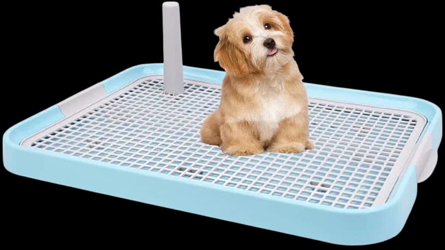 Dog Toilet