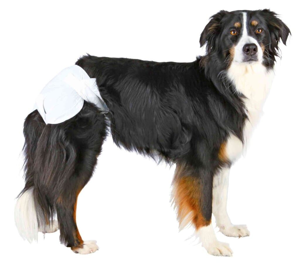 Female Dog Diapers - M - 12X — photo 3