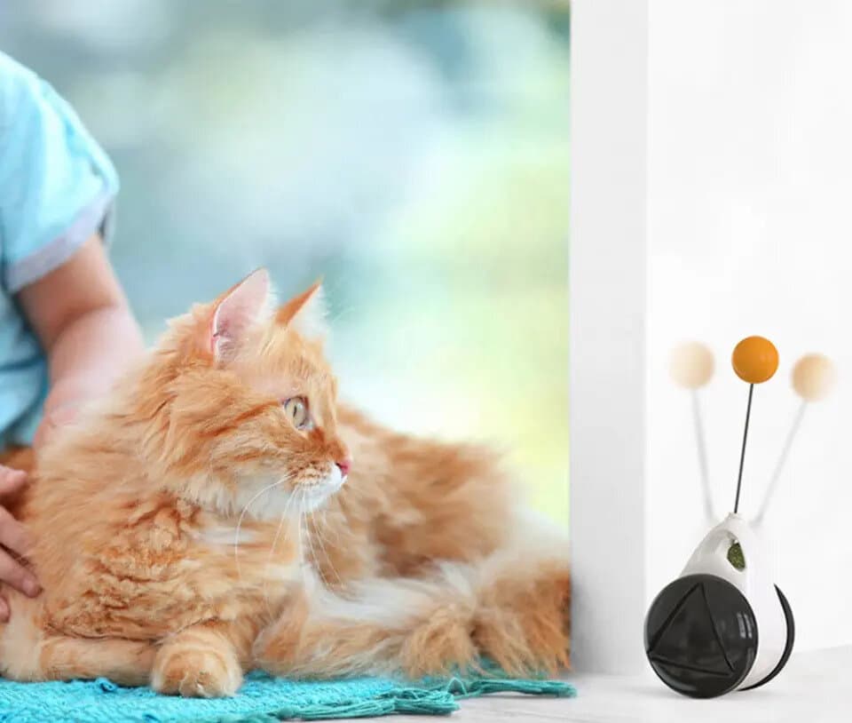Pet balance Swing Car 5