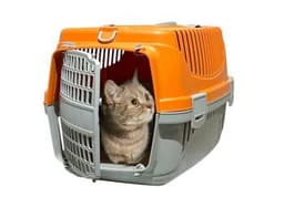 Orange/Gray