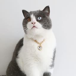 Luxury Collar - S — photo 4