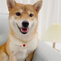 Luxury Collar - S — photo 5